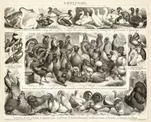 Images Dated 20th June 2015: Poultry engravings 1899