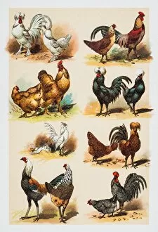 Images Dated 7th June 2015: Poultry Hens Rooster engraving 1882