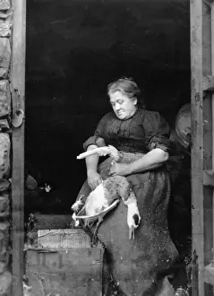 Poultry Plucking