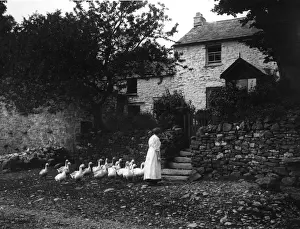 Lead Prints: Poultry Procession