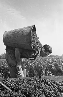 Roles And Occupati Prints: Pouring Grapes