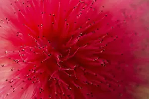 Powderpuff -Calliandra haematocephala-, flower