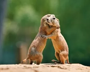 Images Dated 20th July 2011: Prairie dog embrace