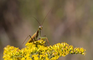 Images Dated 11th September 2011: Praying Mantis