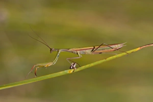 Images Dated 11th September 2011: Praying Mantis