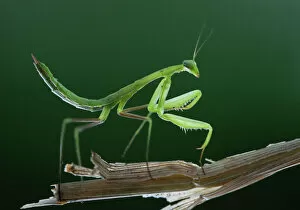 Insect Gallery: Praying mantis