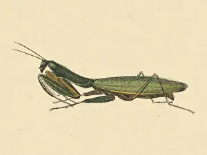Illu Prints: Praying Mantis
