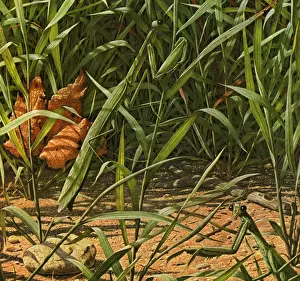 Praying Mantis in Grass