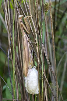 Images Dated 17th August 2014: Praying Mantis -Mantis religiosa-, laying eggs in an ootheca, Burgenland, Austria