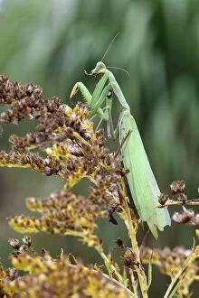 Images Dated 30th September 2011: Praying mantis -Mantis religiosa-, cleaning itself, Hungary, Europe