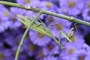 Preying Prints: Praying mantis -Mantis religiosa- feeding on grasshopper, Hungary, Europe