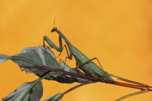 Hungary Prints: Praying mantis -Mantis religiosa-, Hungary, Europe