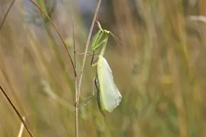 Images Dated 26th July 2014: Praying Mantis -Mantis religiosa-, newly hatched, Hackelberg nature reserve, Burgenland, Austria