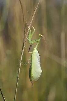Images Dated 26th July 2014: Praying Mantis -Mantis religiosa-, newly hatched, Hackelberg nature reserve, Burgenland, Austria