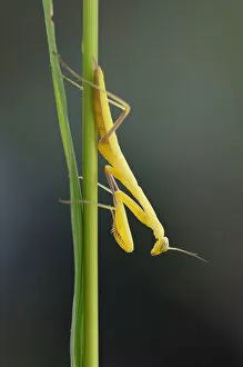Images Dated 18th June 2009: Praying Mantis -Mantis religiosa-, young, lurking, catching pose, Bulgaria