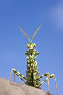Sahara Desert Prints: Praying Mantis (Mantodea) in the Libyan Desert, Libya, Sahara, North Africa, Africa