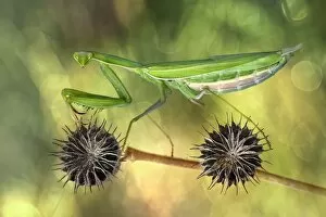 Wild Animal Gallery: Praying mantis on a plant stem