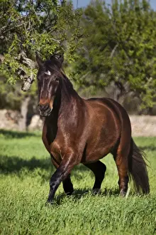 Balearics Prints: PRE, Pura Raza Espanola, bay gelding trotting in a meadow