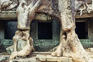 Support Collection: Preah Khan temple covered by strangler fig tree