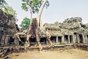 Fig Tree Prints: Preah Khan temple covered by strangler fig tree