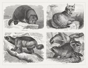 Images Dated 18th June 2015: Predators, wood engravings, published in 1878