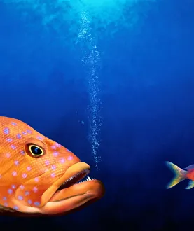 Food Chain Collection: Predatory fish chasing smaller fish (Digital)