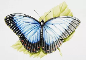 Predominantly blue, and black butterfly standing on green leaf