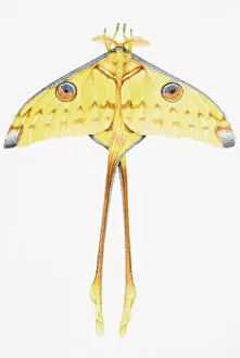 Predominantly yellow moth, with outstretched wings, and long metathoracic legs, elevated view