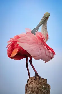 Prints of A colorful wading bird sits upon a palm tree stump and preens Beautiful Bird Species Prints: Preening Spoonbill sits atop a palm tree stump and preens