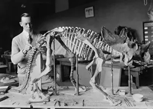 Bones Prints: Preparing the skeleton of a baby dinosaur