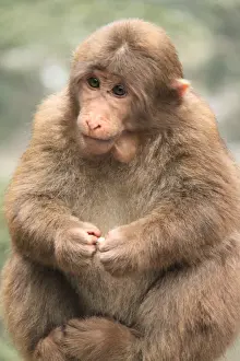 China Prints: Pretty Monkey of Emeishan