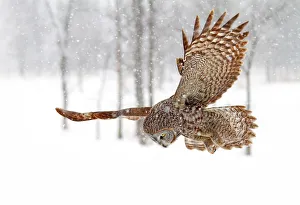 Images Dated 28th January 2013: Prey is spotted