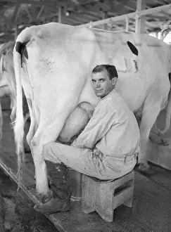 Price W. Johnson Milking Cow