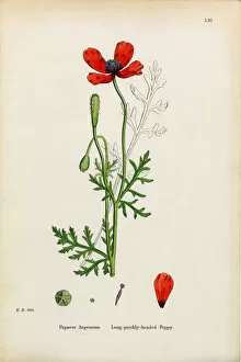 Images Dated 15th January 2017: Prickly Headed Poppy, Papaver Argemone, Victorian Botanical Illustration, 1863