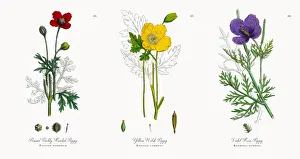 Common Garden Poppy Prints: Prickly Headed Poppy, Papaver hybridum, Victorian Botanical Illustration, 1863