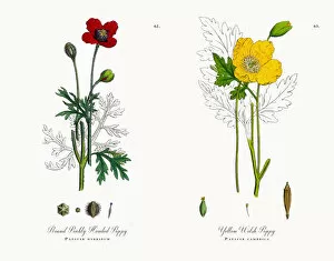 Images Dated 15th November 2017: Prickly Headed Poppy, Papaver hybridum, Victorian Botanical Illustration, 1863