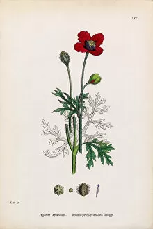 Images Dated 15th January 2017: Prickly Headed Poppy, Papaver hybridum, Victorian Botanical Illustration, 1863