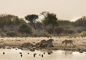 Images Dated 24th August 2012: Pride of lions -Panthera leo- drinking at the Klein Namutoni waterhole, Etosha National Park