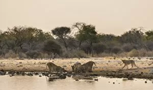 Images Dated 24th August 2012: Pride of lions -Panthera leo- drinking at the Klein Namutoni waterhole, Etosha National Park