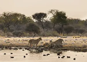 Pack Prints: Pride of lions -Panthera leo- drinking at the Klein Namutoni waterhole