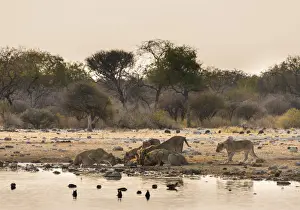 Pack Prints: Pride of lions -Panthera leo- drinking at the Klein Namutoni waterhole