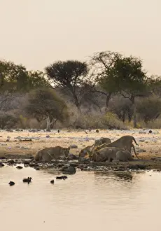 Pack Prints: Pride of lions -Panthera leo- drinking at the Klein Namutoni waterhole