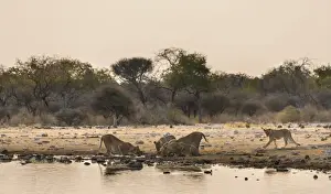 Pack Prints: Pride of lions -Panthera leo- drinking at the Klein Namutoni waterhole