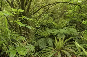 Rain Forest Prints: Primary forest, rain forest and Tree Ferns -Cyatheales-, North Island, New Zealand