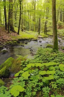 Thuringian Prints: Primeval forest in the Vessertal valley