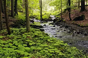 Forests Collection: Primeval forest in the Vessertal valley, Biosphaerenreservat Vessertal-Thueringer Wald