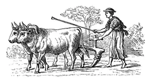 Cattle Prints: Primitive agriculture