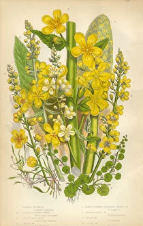 Images Dated 5th February 2016: Primrose, Oenothera, Mudwort, Mullein, Victorian Botanical Illustration