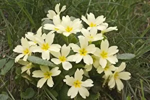 Images Dated 23rd March 2014: Primrose -Primula acaulis-, Burgenland, Austria