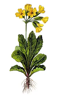 Primula veris (cowslip, common cowslip, cowslip primrose)